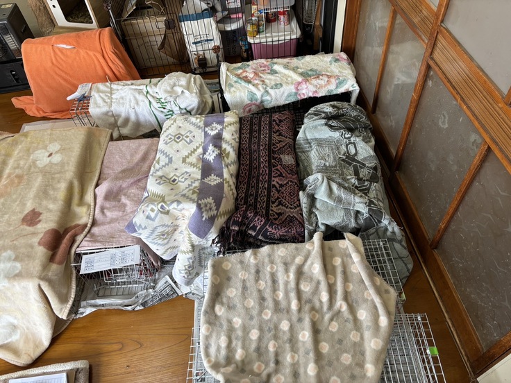 にゃんズハウスでのTNR 手術風景