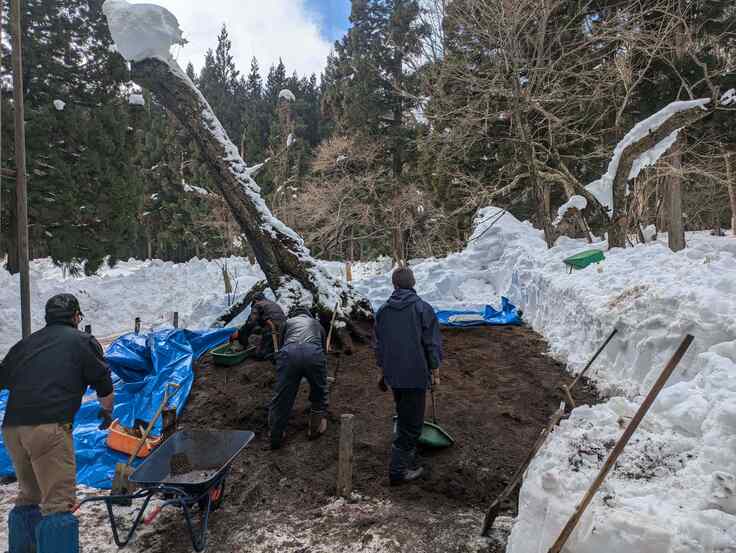 南側の樹木２本の周辺を行いました