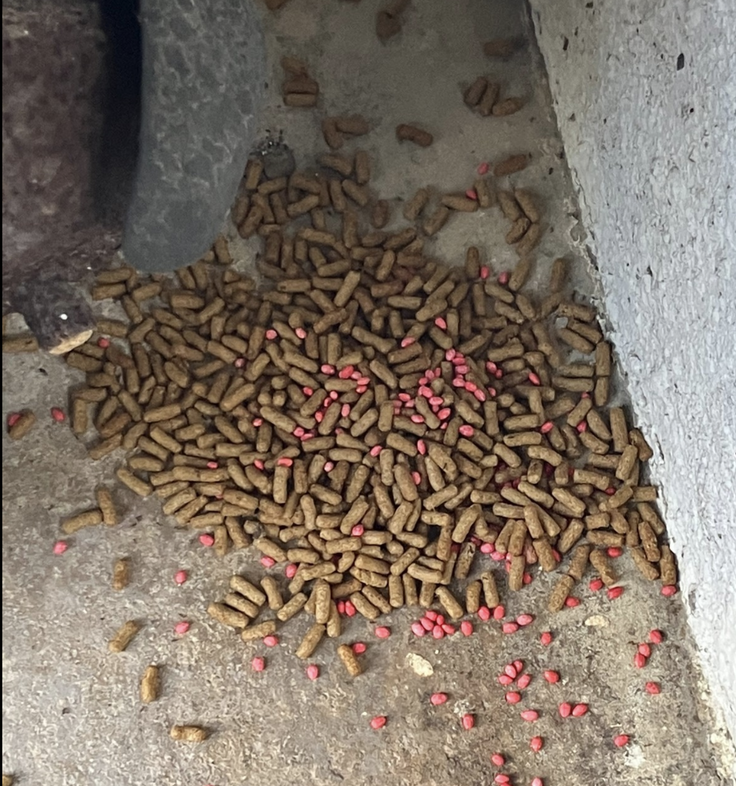 わざわざフードも一緒に置かれていました