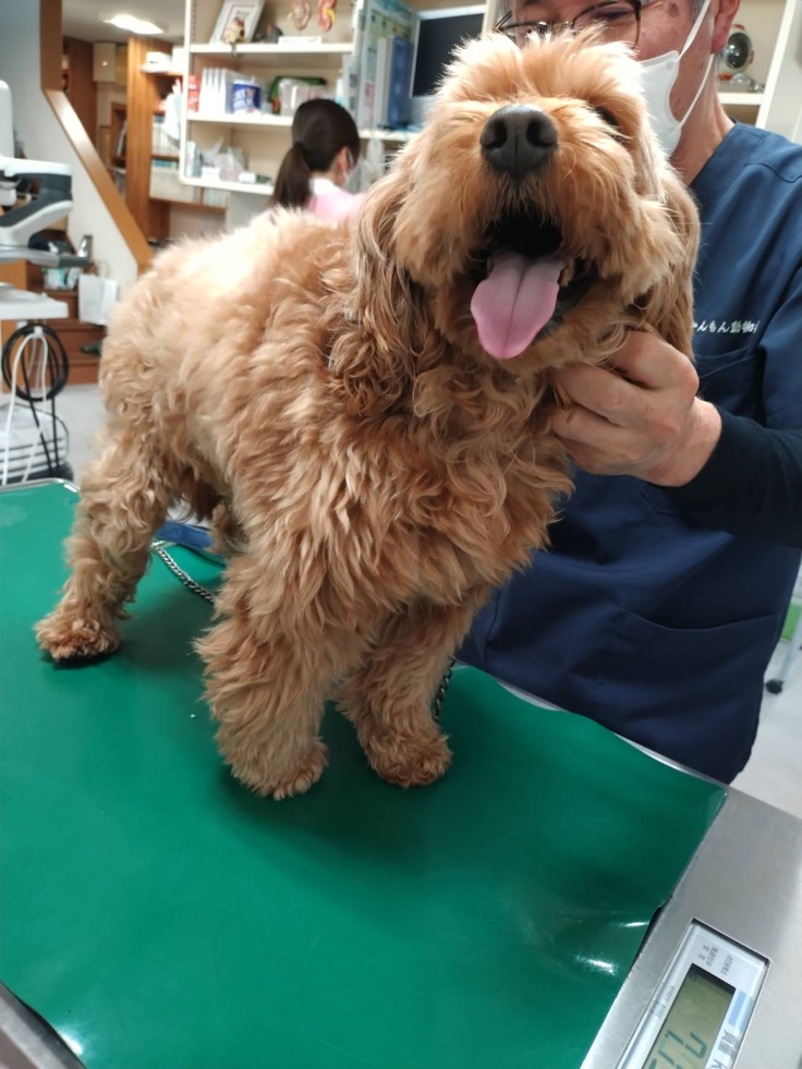 病院でもニコニコしている可愛いコッカープーちゃん