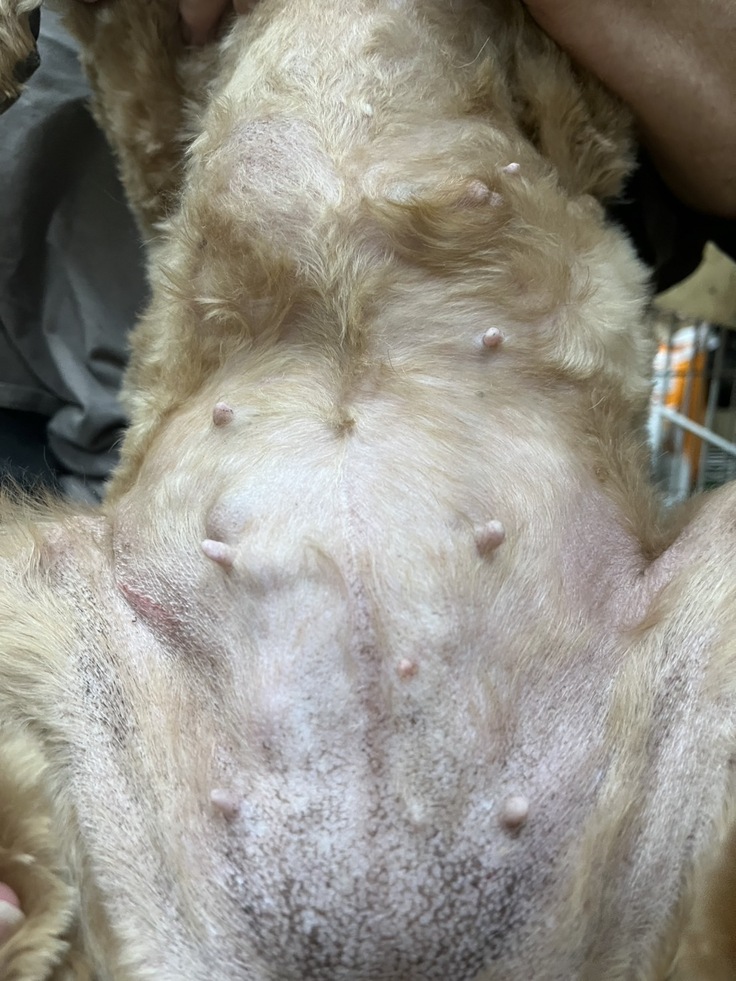 手術を控えているのでお腹の毛を剃りました