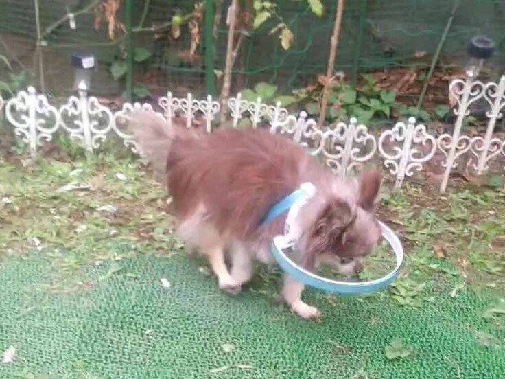 水色のベルトと輪っかのドッグバンパーを着けたチワワ