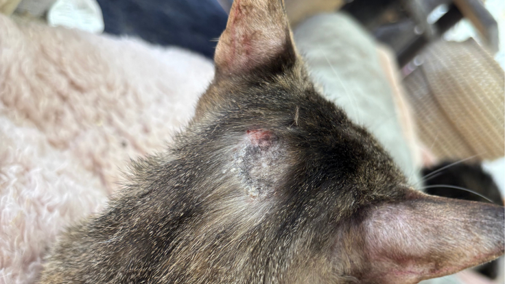 謎のおハゲが出来てる😭