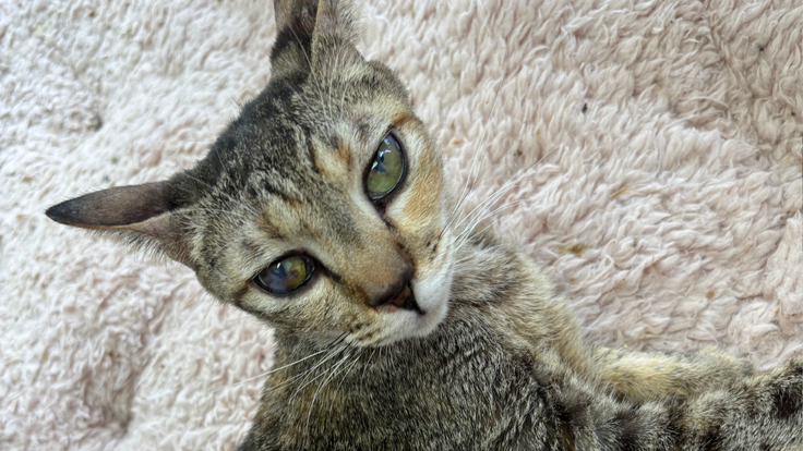 お耳とお目目が大きくて可愛いあすかちゃん