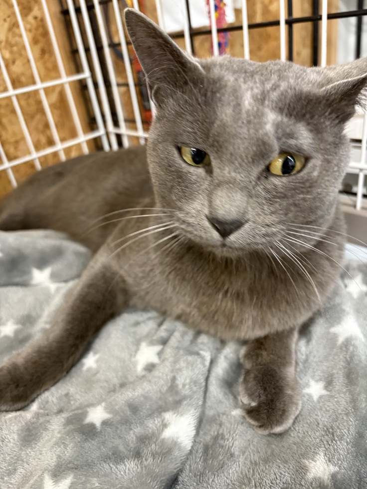 迷子の猫ちゃん保護してます