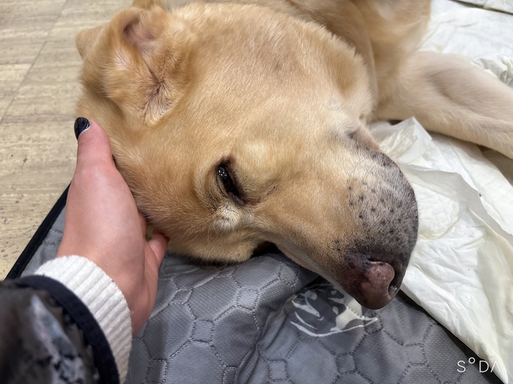 寝たきりになっても可愛く甘えてくるこたろう