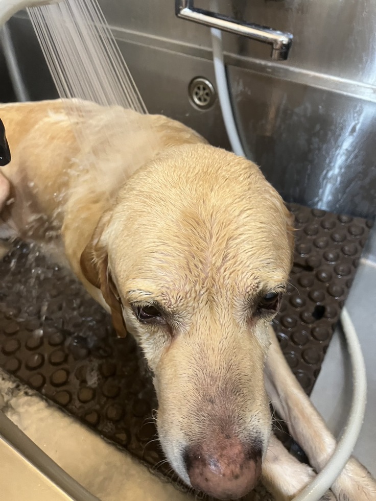 大型犬が入る大きさのシャワー台のあるトリミング室