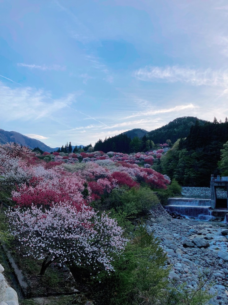 長野県阿智村園原　花桃の里　四月下旬より咲き誇ります
