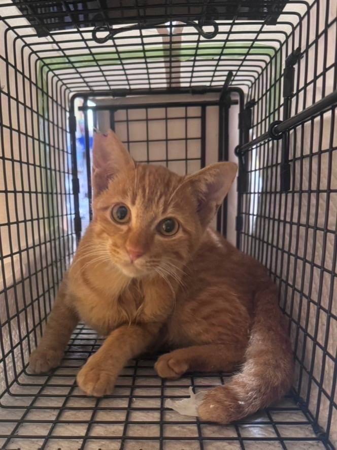 捕獲器に入ったビックリしたお顔の猫ちゃん