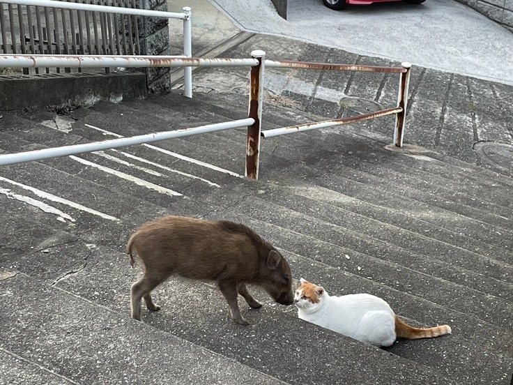 イノシシちゃんが!!猫ちゃんたちにとっては当たり前?