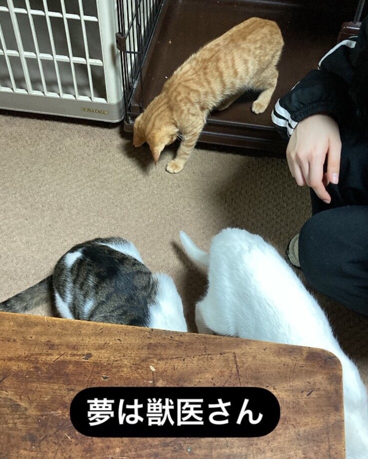 将来は獣医さんになりたいそう✨