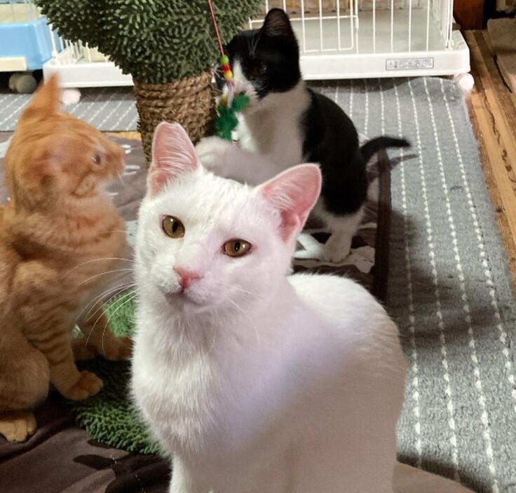 遊んでくれてありがとうにゃん🐱