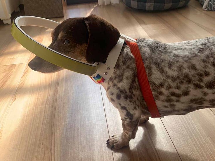 ミニチュアダックスフンドのモかちゃん