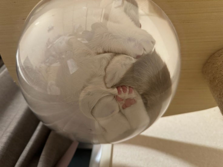 お薬の合間に良く寝ています。