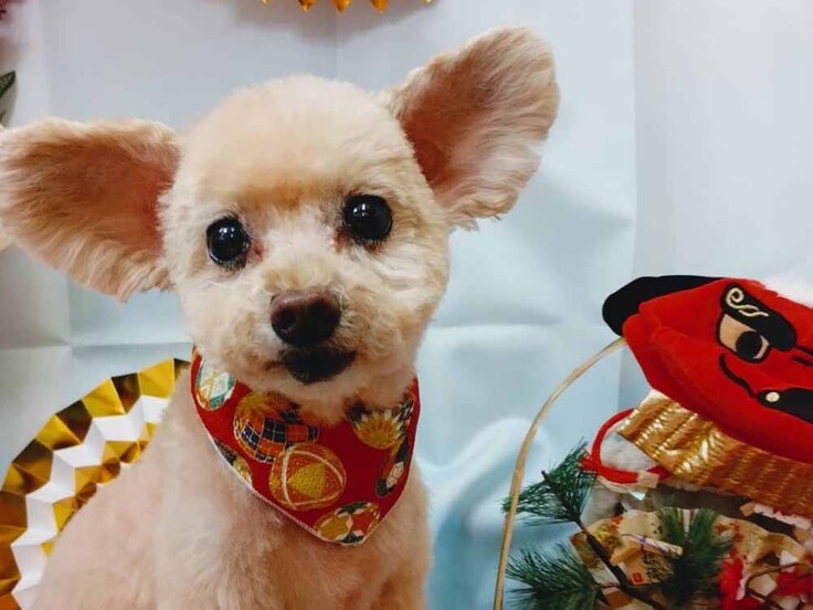 トリミングしたばかりトイプードルのきなこちゃん