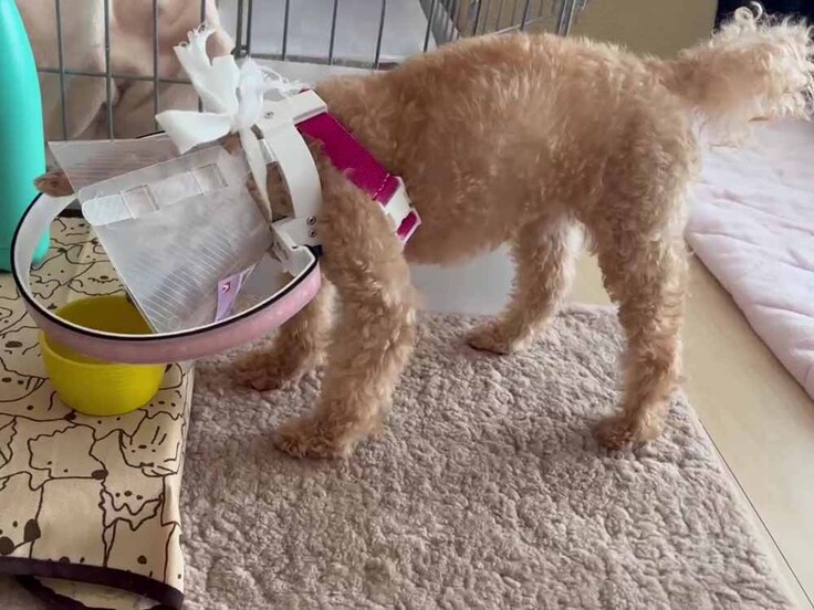 エリカラにプラスオンでドッグバンパーを着けていたきなこちゃん