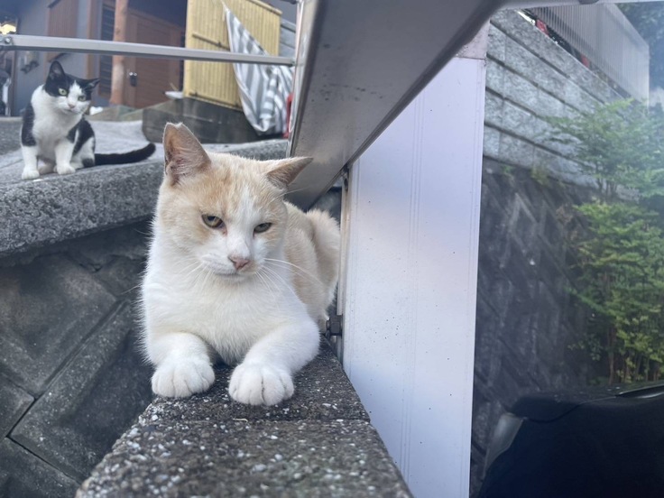 元気だった頃の地域猫ちゃん