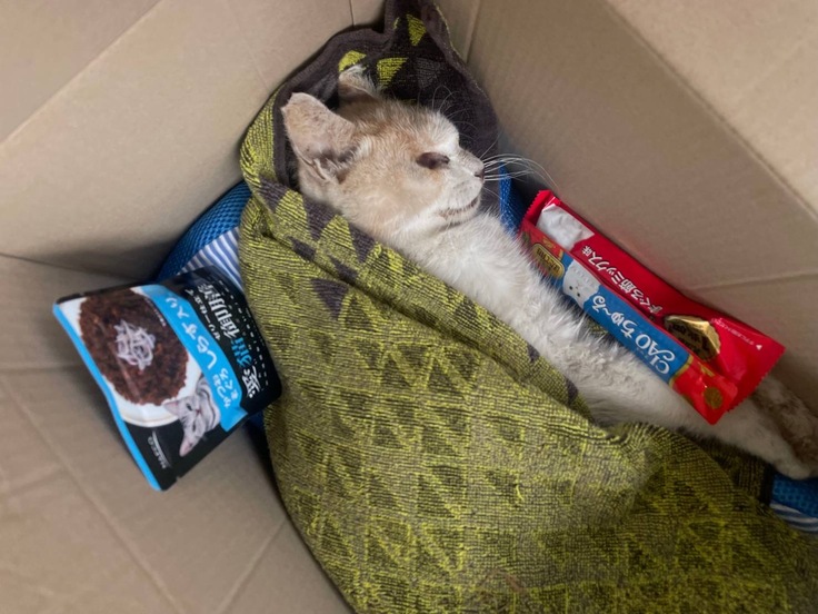 突然亡くなった状態で発見された地域猫ちゃんを弔う様子