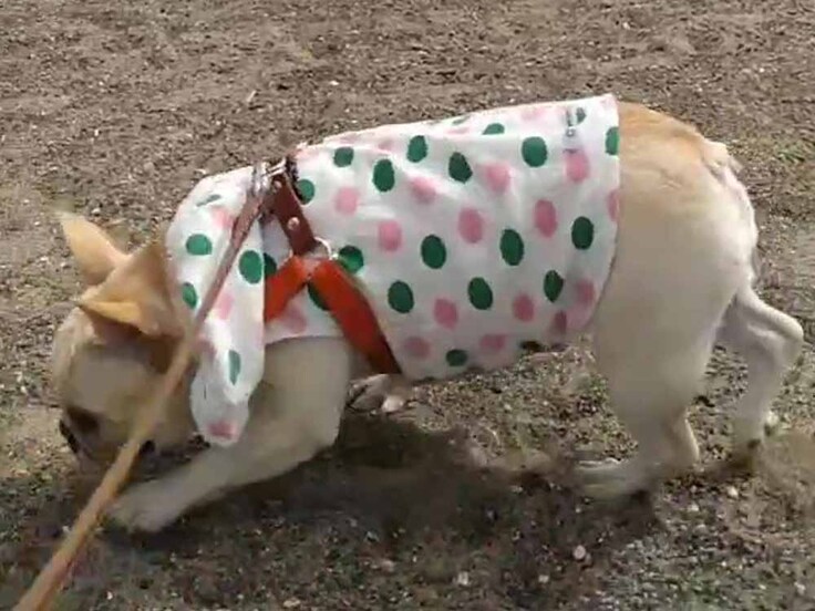 砂浜をお散歩しているフレンチブルドッグのうめちゃん