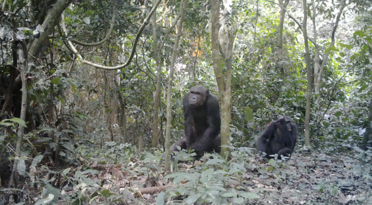 ロベケのチンパンジー
