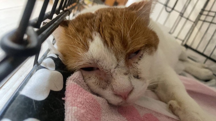 病院搬送前の茶太郎の写真