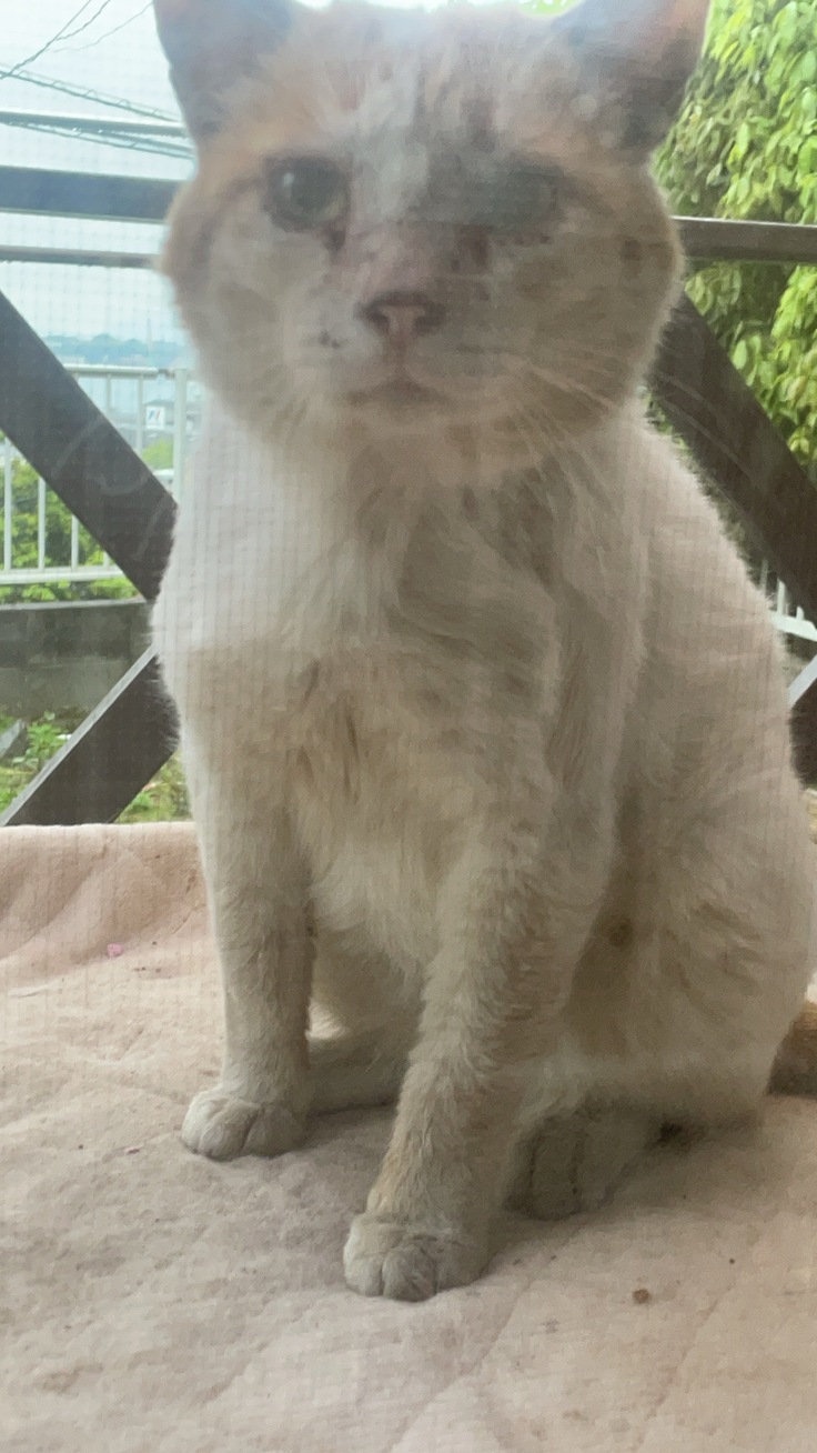 元気に窓際までご飯をオネダリしに来る茶太郎の写真