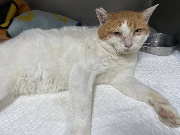 一命を取り留めた茶太郎