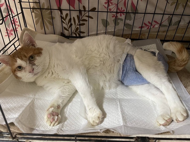 退院後の茶太郎の写真