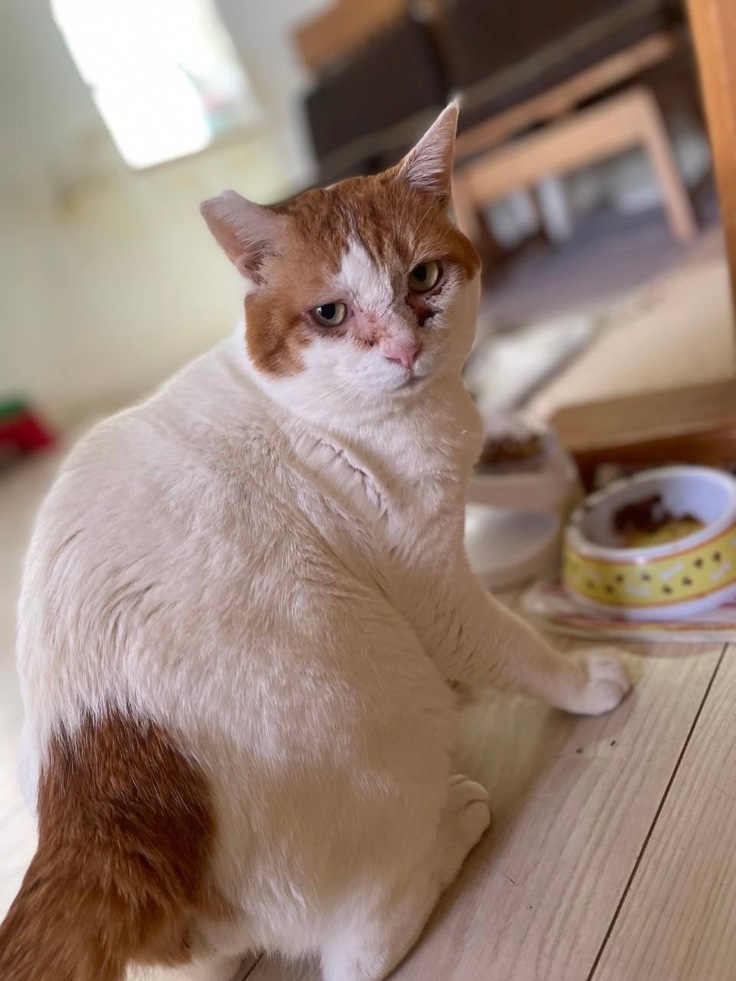 茶太郎の回復後の写真