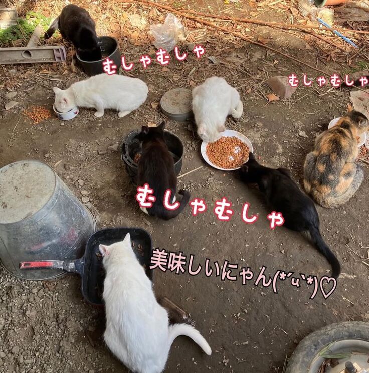 お腹空いたにやぁ