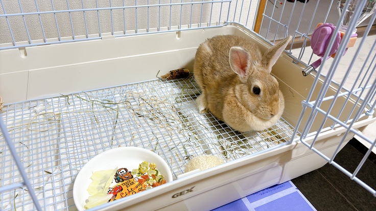 我が家に来た直後のうさぎさん