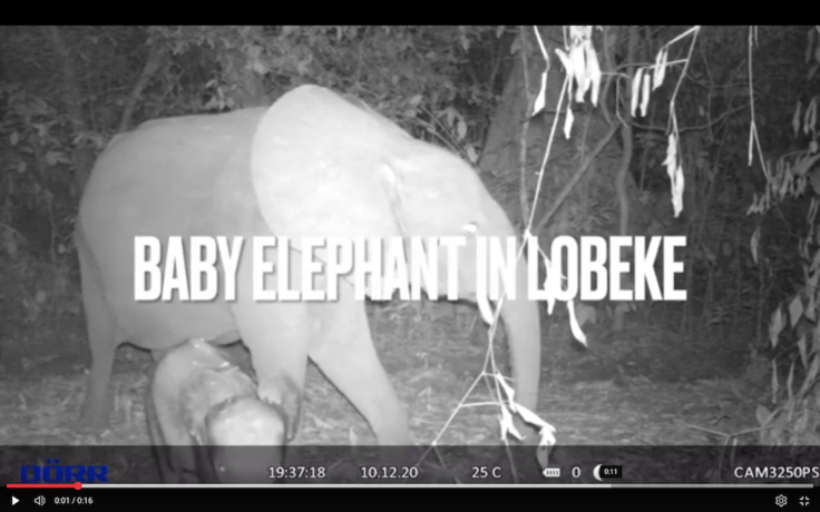 ロベケ国立公園のマルミミゾウ母子