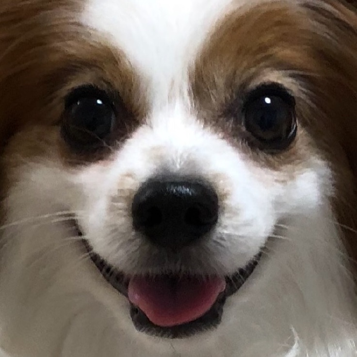 パピヨンのベルちゃん