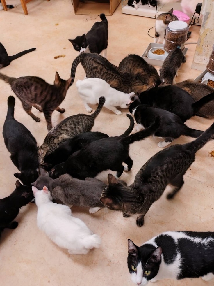 保護猫カフェのご飯タイム