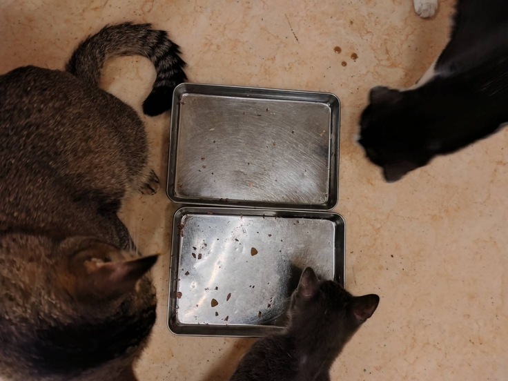 みんなで食べてスッカラカン