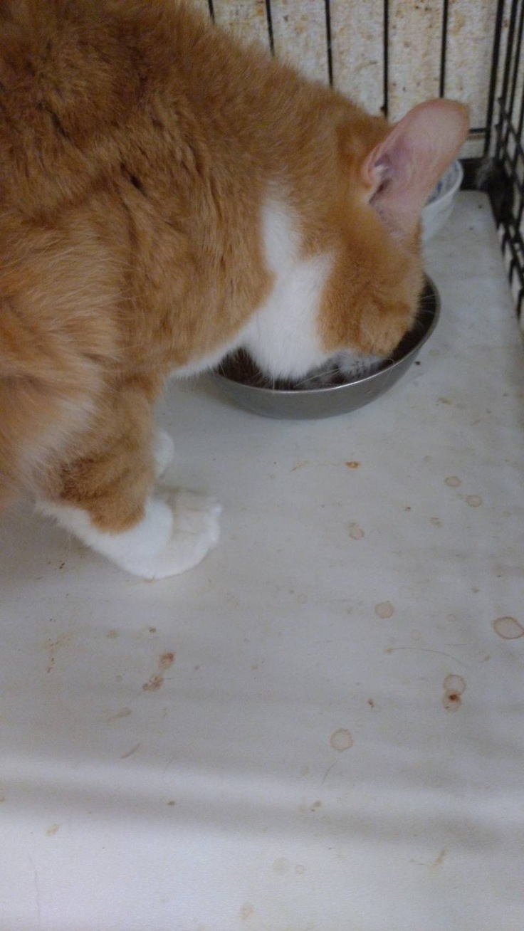 まるてんのご飯タイム