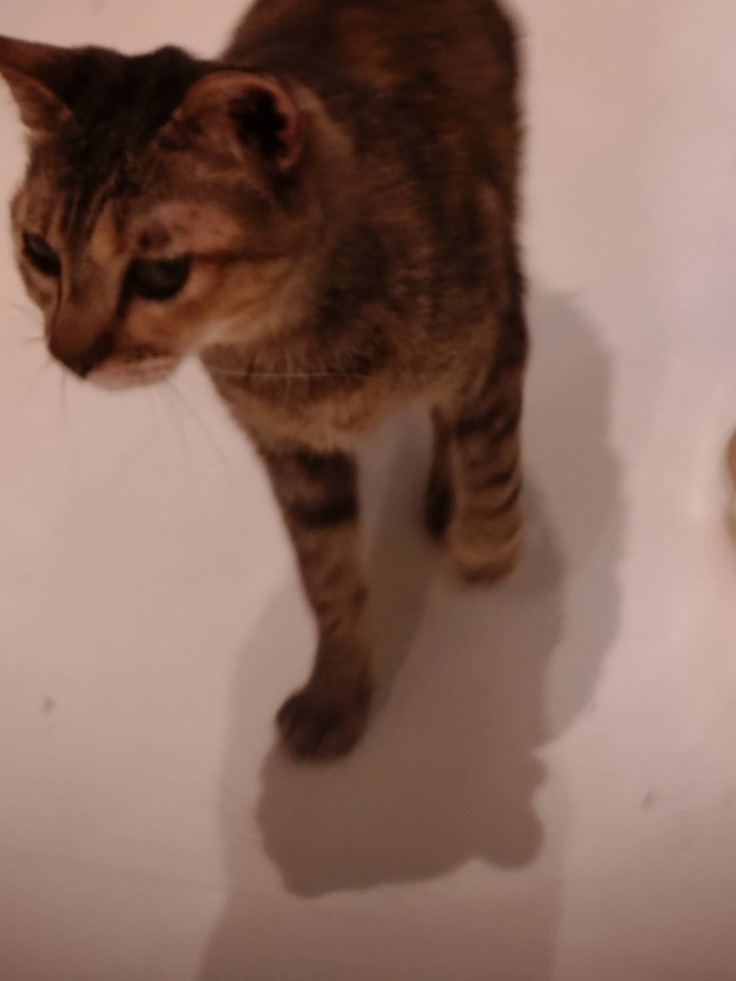 廊下をお散歩中のあすか