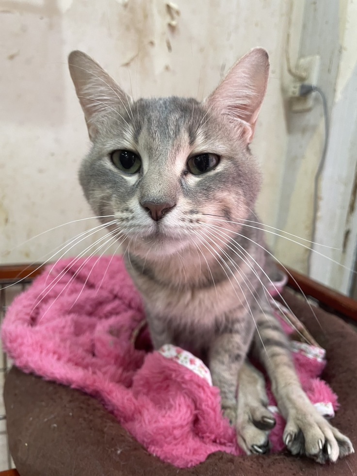 パステル色のパールちゃん