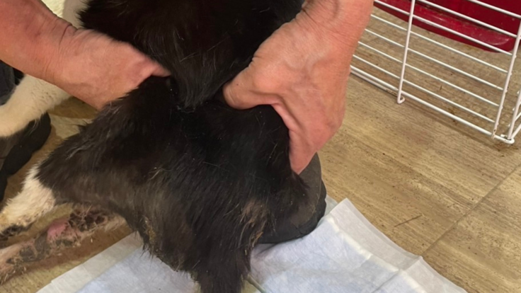 圧迫排尿の様子(ちょび)