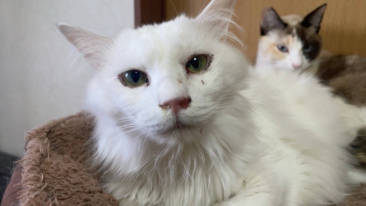 白血病もあるバニラ