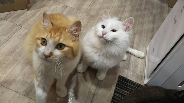 2匹並んで可愛すぎる♡