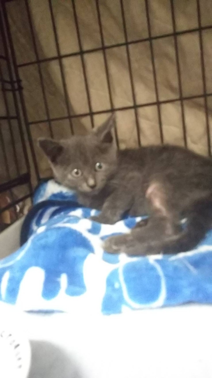 仔猫のぺーちゃん