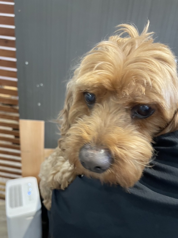 いつもと違う様子に少し不安なお顔のおみそちゃん