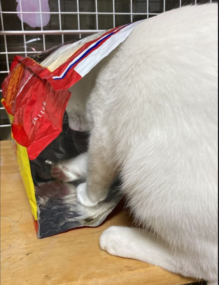 なんでもオモチャになるにゃん