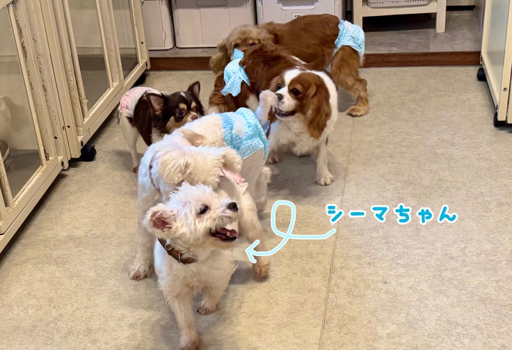 ニコニコシーマちゃん