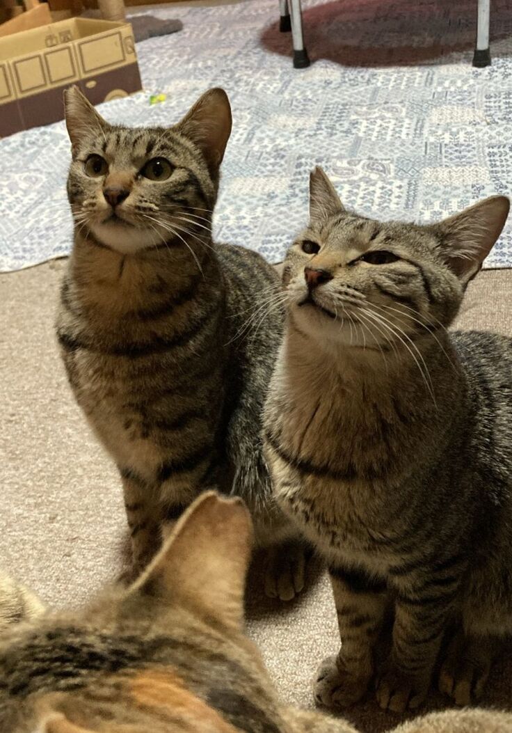 皆様ありがとうございますにゃ