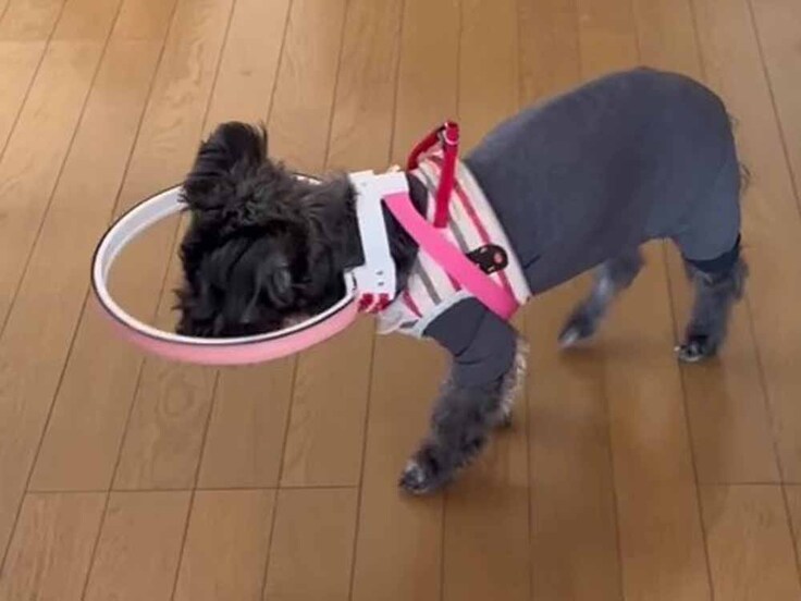 ドッグバンパーナナちゃんモデルスペア品