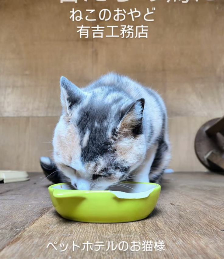 緊急ホテル利用のお猫様