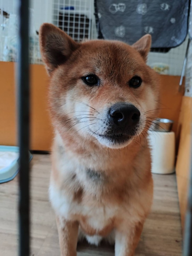 柴犬・牙狼ちゃん