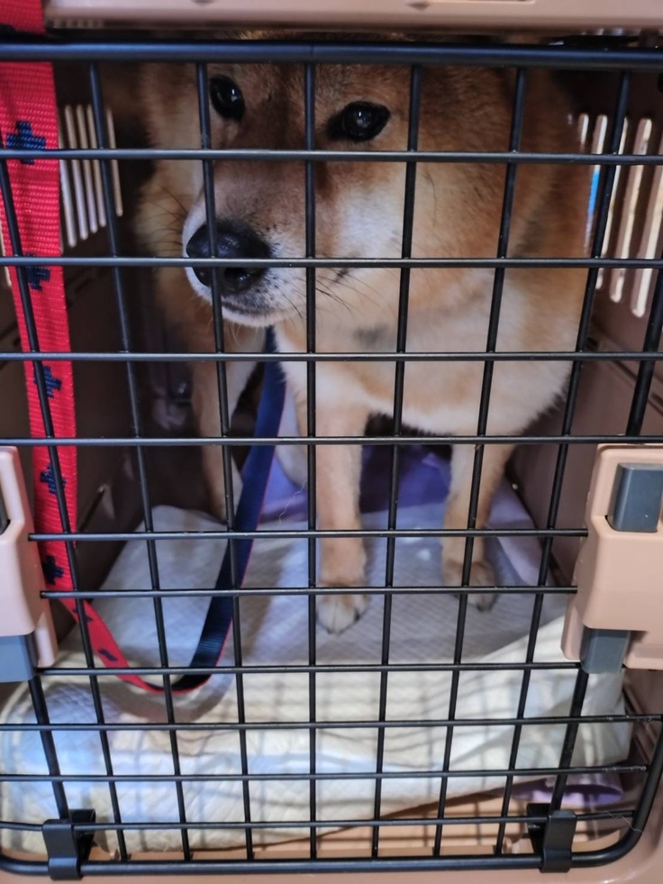 行ってらしゃい、牙狼。